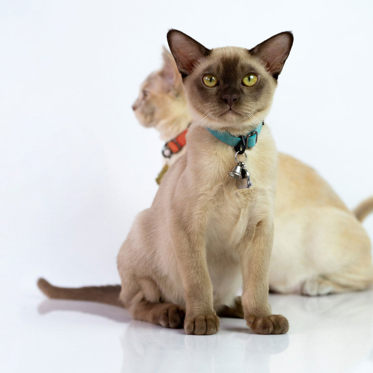 Feline Collars