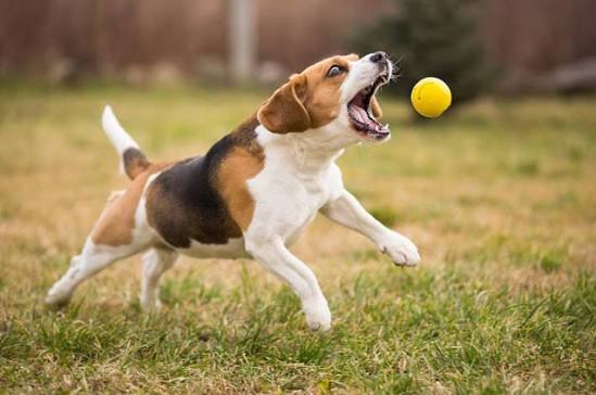 Dog Fetch Balls